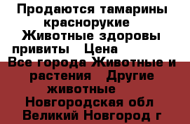 Продаются тамарины краснорукие . Животные здоровы привиты › Цена ­ 85 000 - Все города Животные и растения » Другие животные   . Новгородская обл.,Великий Новгород г.